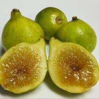 ราคา 20 เมล็ด มะเดื่อฝรั่ง ลูกฟิก รสชาติหวาน หอม Figs Fruit Seeds สายพันธุ์ Kadota (21292198918)