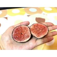 ราคา ต้นมะเดื่อฝรั่ง มะเดื่อ มะเดื่อฝรั่ง Fig พันธุ์ violet de sollies ฝรั่งเศส ต้นสมบูรณ์มาก รากแน่นๆ มีผลขนาดใหญ่ จัดส่งพร้อมกระถาง 6 นิ้ว ลำต้นสูง 50 ซม ต้นไม้แข็งแรงทุกต้น เรารับประกันจัดส่งห่ออย่างดี