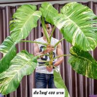 ราคา พลูด่าง พลูยักษ์ ต้นพลูด่าง ไม้ด่าง ใบฉีก ต้นไม้ บ้าน ฟอกอากาศ (21494409685)