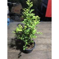 ราคา แก้วพวงดวงใจ สูง35cm ออกดอกบ่อยมาก (17394559603)