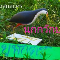 ราคา นกกวักปลอมหุ่นนกกวัก (5622710828)