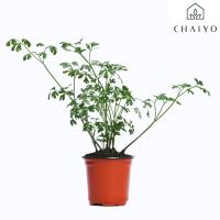 ราคา ต้นอิตาเลียนพาร์สลีย์ ใบแบน ออร์แกนิค Organic Parsley Italian Flat leaf กระถาง 4 นิ้ว (21419048320)