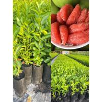 ราคา ต้นส้มโอทับทิมสยาม ชุด3ต้น80บาท เพาะเมล็ดสูง10 15ซม เนื้อสีแดงเหมือนทับทิม หวานฉ่ำ (21424403106)