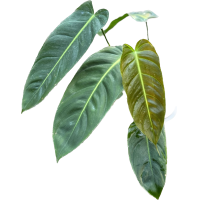 ราคา philodendron esmeraldense narrow (21432329736)