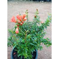 ราคา ต้นทับทิมแคระ ปลูกเป็นไม้มงคลไม้ประดับ ผลกินได้ ส่งพร้อมกระถาง 6 นิ้ว (17456405284)