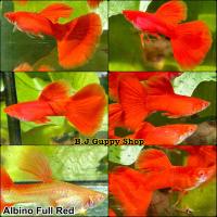 ราคา ปลาหางนกยูง ฟลูเรด เกรด พร้อม อาหารปลาหางนกยูง รับประกันตลอดการจัดส่ง (21465257369)