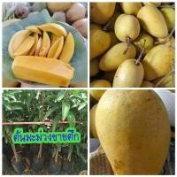ราคา ต้นมะม่วง พันธุ์ ขายตึก จัดส่งพร้อมถุง 8 นิ้ว ลำต้นสูง 1 เมตรขึ้นไป (21008552634)