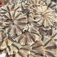 ราคา ปลากระเบนวงจืด เนื้อหวาน ไม่เค็ม ราคาพิเศษ นายเอกทะเลแห้ง จัดส่งปลากระเบนวงจืด (21483491324)