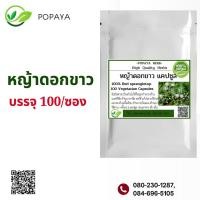 ราคา หญ้าดอกขาวผง 100 แคปซูล (21348472054)