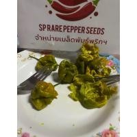 ราคา พริก Big Mustard Mama แท้ (21523055535)