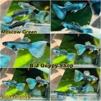 ราคา ปลาหางนกยูง คัดเกรด แถม อาหารปลาหางนกยูง ทุกกล่อง รับประกันตลอดการจัดส่ง 14 (21491663715)