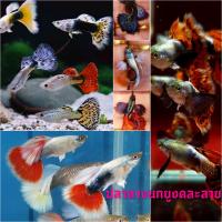 ราคา อาหารปลา และปลาหางนกยูงคละสายพันไซส์ใหญ่ ผ ม สวยๆ ชุด5ตัวแถม1 (21406552305)