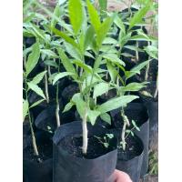 ราคา ผักหวานป่า 10 ถุง (15588190373)