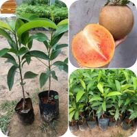 ราคา ต้นละมุดสาลี่ยักษ์ ราคาถูก แบบเพาะเมล็ด ชุด 2ถุง 99 บาท ละมุดเนื้อละเอียดไม่เป็นเนื้อทราย ละมุดสาลี่ยักษ์ กรอบหวาน ผลใหญ่มาก 2ผล1กิโลกว่า มีเมล็ดน้อย 3 5 เมล็ด ผลสุกงอมเนื้อไม่เละ ปลูก 2 ปีให้ผล ปลูกก