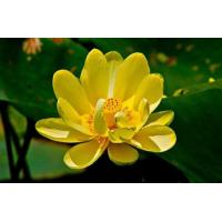 ราคา เมล็ดบัวดอกสีเหลือง ดอกใหญ่ ของแท้ 100 เมล็ดพันธ์ุบัวดอกบัว ปลูกบัว เม็ดบัว สวนบัว Lotus Waterlily seeds 8 เมล็ด (21008712346)