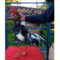 ราคา ไข่เชื้อ ไก่ชนเหล่าป่าก๋อยพัฒนา ก๋อย75 ตราดง่อน 25 (18075698671)