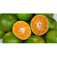 ราคา ต้นส้มโชกุน ส้มโชกุน ทาบกิ่ง แท้เมืองเบตง รากเยอะ เลี้ยงง่าย 1 ปี ให้ลูก จัดส่งพร้อมถุง 6 นิ้ว ลำต้นสูง 70 90ซม (20968969152)