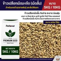 ราคา 5KG 10KG ข้าวเปลือกเม็ดมะเขือ เม็ดสั้น อาหารนกแก้วทุกสายพันธุ์ หนูแฮมสเตอร์ ไก่ชน ไก่แจ้ (21502627089)