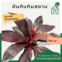 ราคา ต้นแดงทับทิมสยาม หรือ หมากผู้หมากเมีย กระถาง 11 นิ้ว (13697704873)