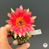 ราคา อิชินอปซิส โลบิเวีย Echinopsis Lobivia แคคตัส กระบองเพชร cactus succulent (16436233003)