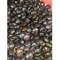 ราคา ลูกเนียง ลูกเนียงหมาน หน่อเหรียงปักษ์ใต้ มันขี้หนูดิบ น้ำหนัก 500กรัม (21461189871)