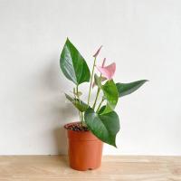 ราคา หน้าวัวแคระ มาพร้อมกระถาง (17297966192)