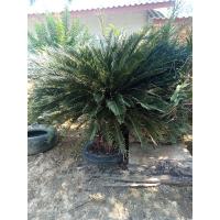 ราคา ต้นปรงขายหน่อขายหัว (21400871951)