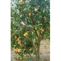 ราคา มะยงชิดทูลเกล้า ต้นเสียบยอดแท้ พร้อมส่ง (18990679492)