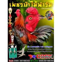 ราคา ไข่ไก่ชนพม่า เหล่าตีเชิง ราคาพิเศษฟอง120บาท พิเศษช่วงโปรซื้อ3แถม1 ซื้อ5แถม2 (10585213065)