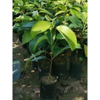 ราคา ต้นละไม แบบเสียบยอด ความสูง 40 60ซม สินค้าเสียหายระหว่างขนส่งเคลมให้ฟรี (21546633300)