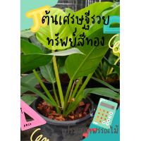 ราคา ต้นเศรษฐีรวยทรัพย์สีทองต้นไม้มงคลเสริมบารมีเสริมดวงปลูกและร่ำรวยเป็นเศรษฐีมีทรัพย์สินเงินทอง ขนาด (21544221960)