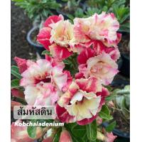 ราคา ชวนชมดอกซ้อน ส้มหัสดิน ขนาดกระถาง 6 นิ้ว แบบถอนจัดส่ง (14226212749)