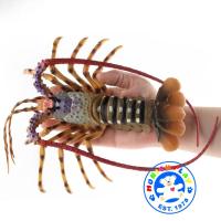 ราคา Munich Play โมเดล Lobster กุ้งมังกร ออสเตเลีย เขียว ขนาด 22 50 CM จากหาดใหญ่ (13093050234)