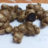 ราคา กระชายดำสดคุณภาพดี 2 กิโลกรัม ล้างสะอาด สวยงาม (11865592715)