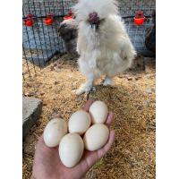 ราคา ไข่เชื้อ ไก่ซิลกี้อเมริกา สำหรับฟัก ราคาต่อ 1ใบ (7514069097)