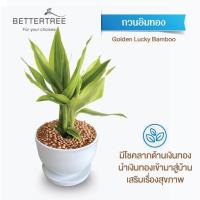 ราคา ต้นไม้พร้อมปลูก กระถางดินเผาสีขาวพร้อมจานรอง ไม้มงคล ไม้ฟอกอากาศ แถมฟรีหินตกแต่ง ต้นไม้ (21284434919)