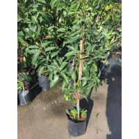 ราคา มะยงชิด เป็นมะปรางที่มีรสชาติหวานอมเปรี้ยว แต่จะมีความหวานมากกว่าเปรี้ยวพันธ์ทูลเกล้า (7498616849)