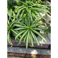 ราคา ว่านเศรษฐีเรือนใน เศรษฐีเรือนใน Spider plant ต้นเศรษฐีเรือนใน ไม้ฟอกอากาศ ไม้มงคล เศรษฐีเรือนในเป็นไม้ฟอกอากาศที่องค์การนาซ่า NASA ได้ทดลองแล้วพบว่ามีคุณสมบัติในการฟอกอากาศ ลดการเกิดภูมิแพ้ ปลูกไว้ประ