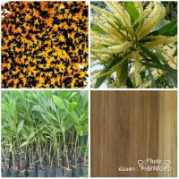 ราคา เมล็ดต้นกระถินเทพา ปลูกง่าย บรรจุ120เมล็ด (15284644973)