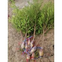 ราคา กิ่งตอนไทรเกาหลี ความยาว 50 80ซม รากแน่นๆ ลงดินได้เลยไม่ต้องชำ ทำรั้วสวยๆ ในราคาประหยัด (21561330017)