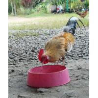 ราคา ไข่เชื้อ ไก่พื้นบ้าน ไก่แจ้ 4ฟองต่อชุด (16815870857)