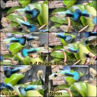 ราคา นีออน พร้อม อาหารปลาหางนกยูง (21407949017)