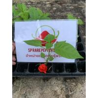 ราคา ต้นพริกแคโรไลนารีพเปอร์ Carolina Reaper แท้ (17162912201)