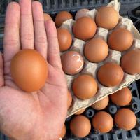 ราคา ไข่ไก่เบอร์ 3 ครึ่งแผง 15 ฟอง สินค้ามีจัดส่งมีบริการเก็บเงินปลายทาง (21469549404)