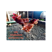 ราคา ชุด 5 ฟอง แถม 1 ฟอง ไข่เชื้อไก่พันธุ์ไข่สายไฮบริด (21508692261)