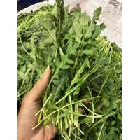 ราคา สลัดไวลด์ร็อคเก็ต Wild Rocket Salad ผักสลัด (21247591494)