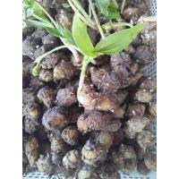 ราคา เสน่ห์ว่านจูงนาง 3หัว ชุด ว่านจูงนาง (7994199552)