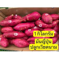 ราคา มันญี่ปุ่นเบนิฮารุกะแท้ 1Kg หอม หวานฉ่ำ อร่อยsweet potato (21404429429)