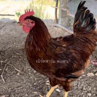 ราคา ไข่เชื้อไก่ไข่พันธุ์โรดไอแลนเรด ชุดละ 5ฟองแถม1 เชื้อแข็งแรง พ่อพันธุ์ 1ต่อแม่พันธุ์3 (21522930225)