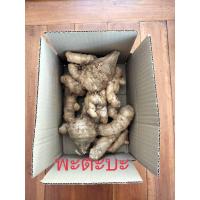 ราคา ว่านพะตะบะ ครึ่ง1กก ให้เลือก ขับไล่สิ่งไม่ดี สมุนไพร ว่านพระตะบะ ว่านพระยาตะบะ ว่านพระตบะ ไม้มงคล (17203115630)